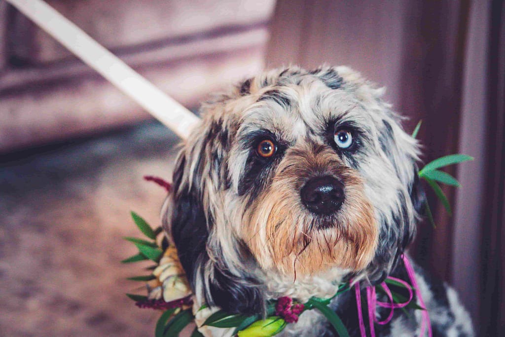 dog flower collar at pelham house wedding in sussex