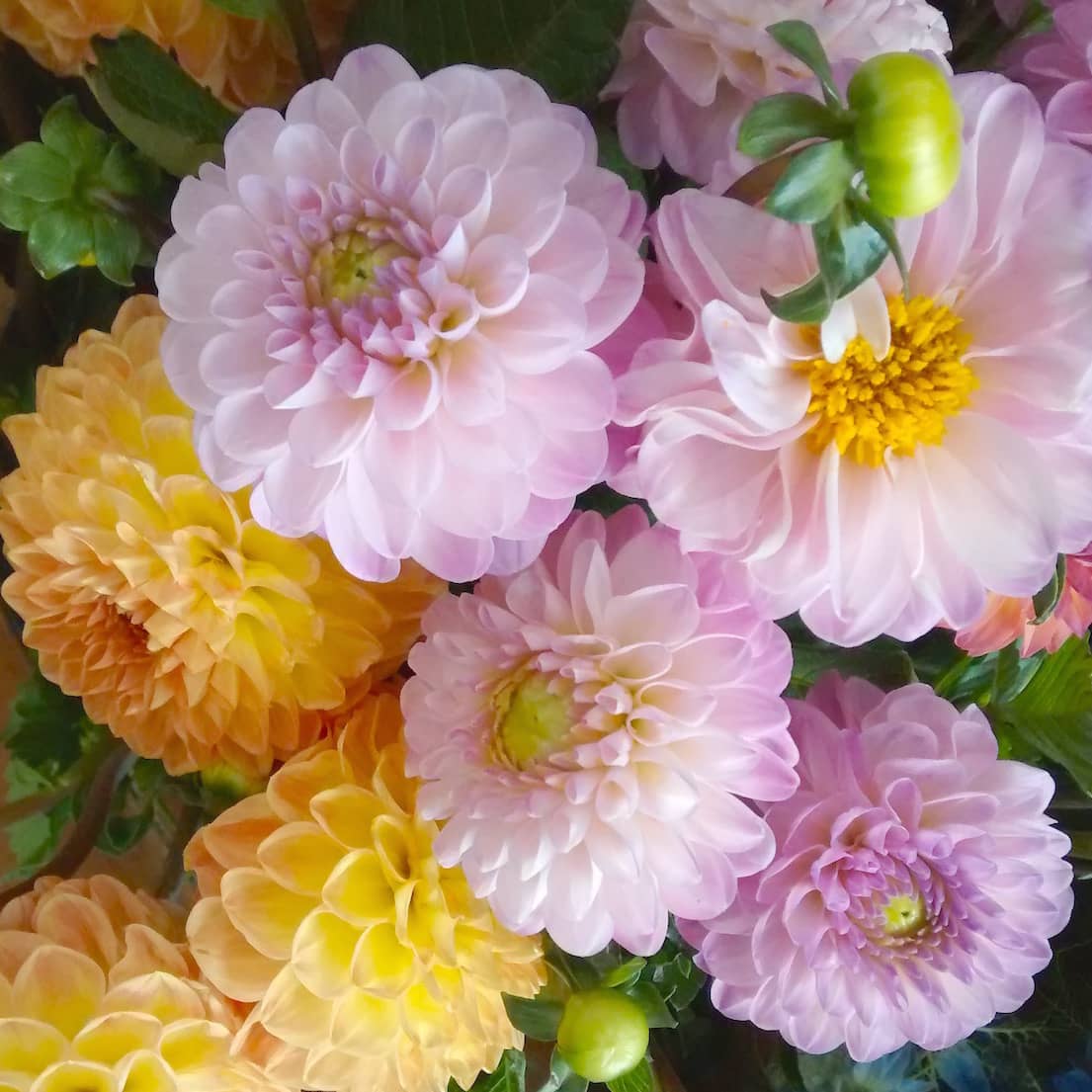 pink and yellow dahlias for early summer wedding flowers