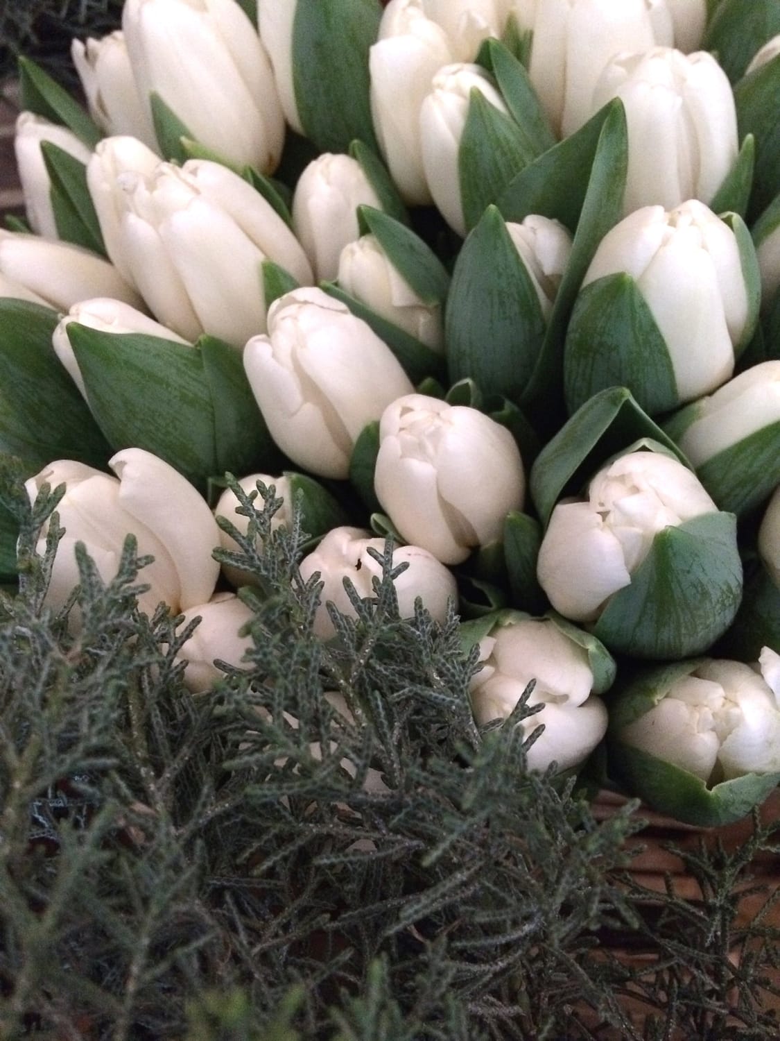 white tulips for a winter wedding in worthing