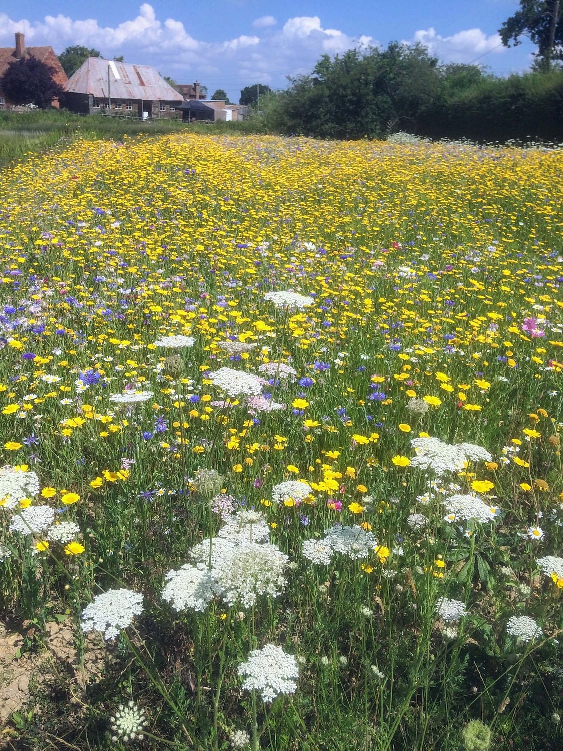 wild flowers at the house meadow in kent