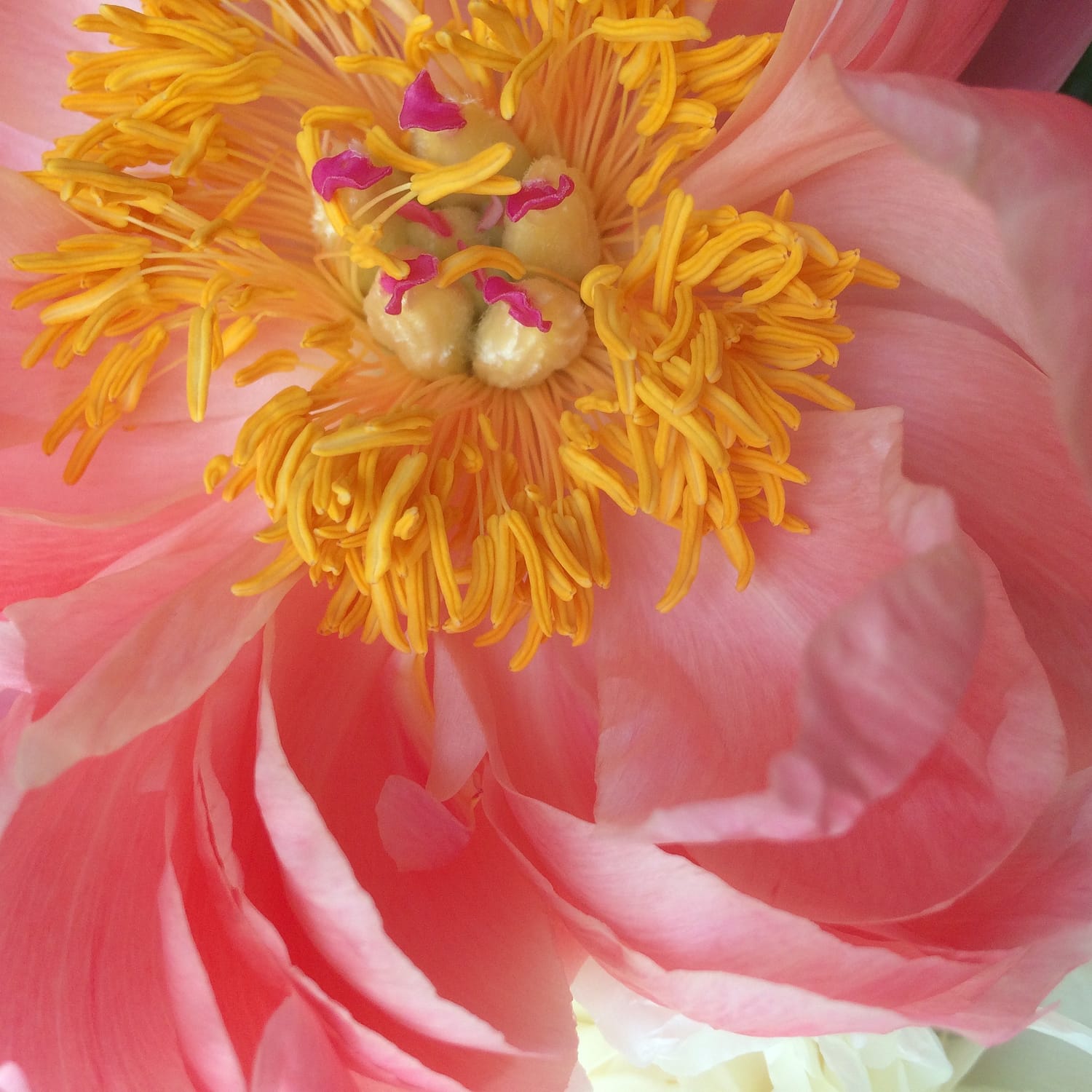 coral peony with yellow centre