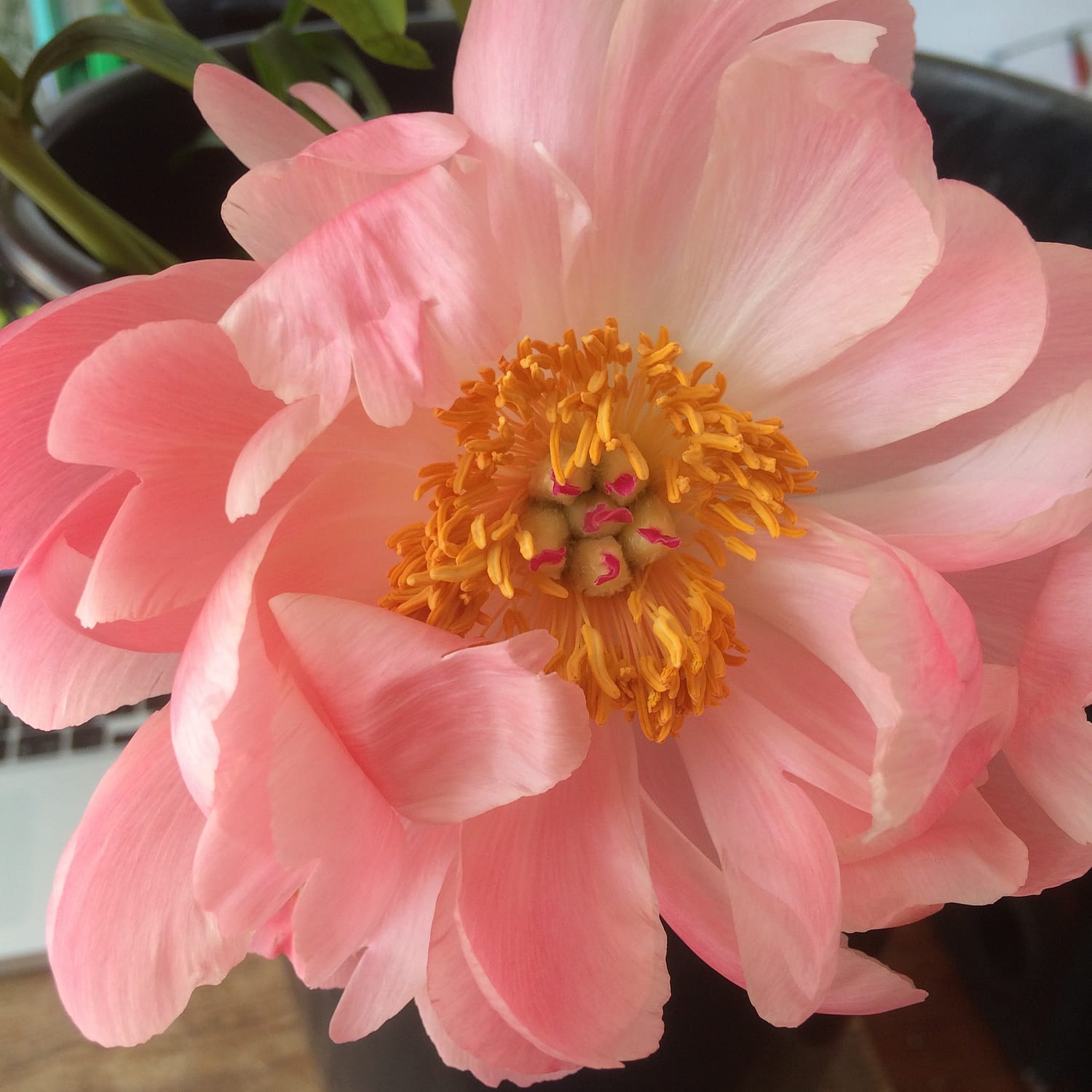 coral peonies turning into lighter pink shade