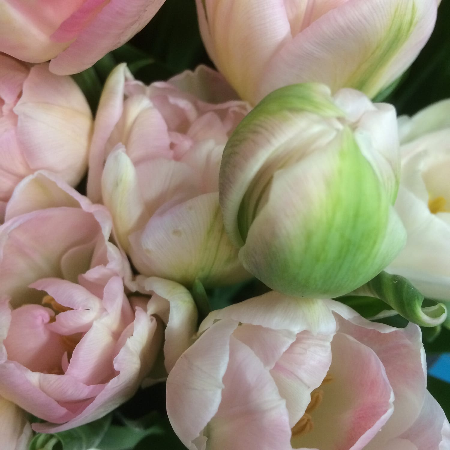 pale pink tulips, favourite spring flowers