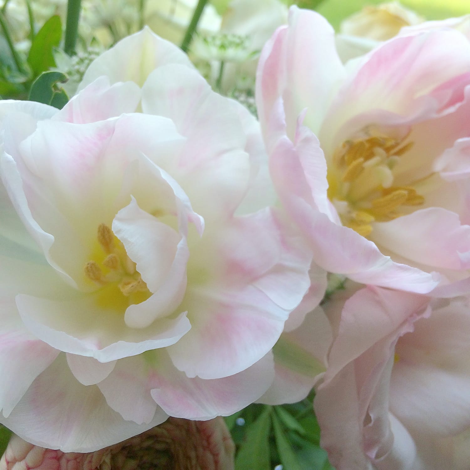 angelique tulips my top 10 spring wedding flowers
