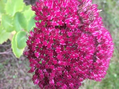 dark pink sedum, autumn english wedding flower