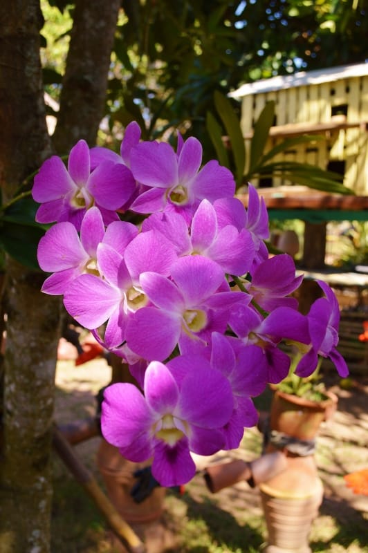orchid wedding flowers