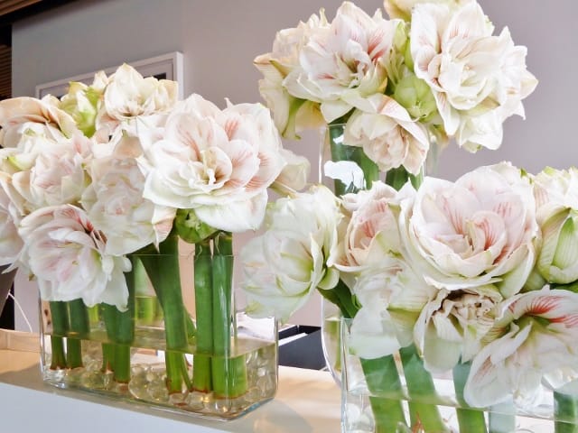 Amaryllis, alternative wedding flowers