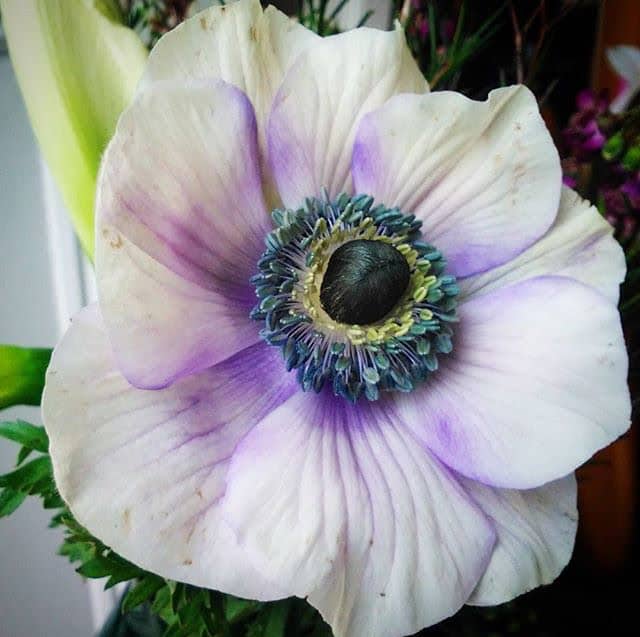 anemone spring wedding flowers