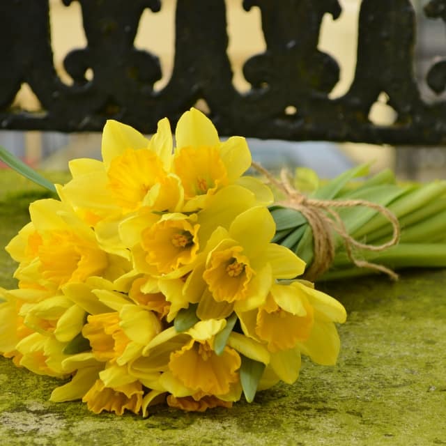 Spring flowers, daffodil bouquet