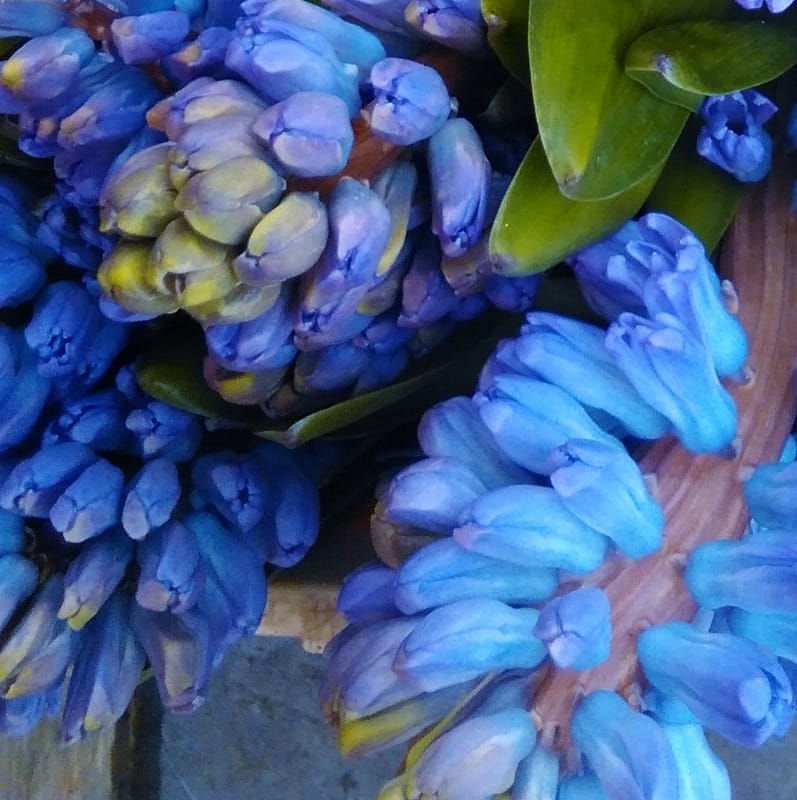 Blue hyacinth, Blue wedding flowers, blue wedding, blue wedding ideas, blue wedding inspiration