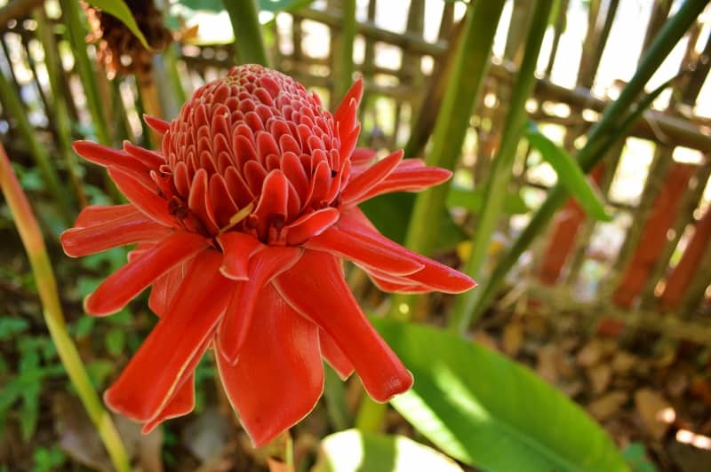 Red tropical flower 