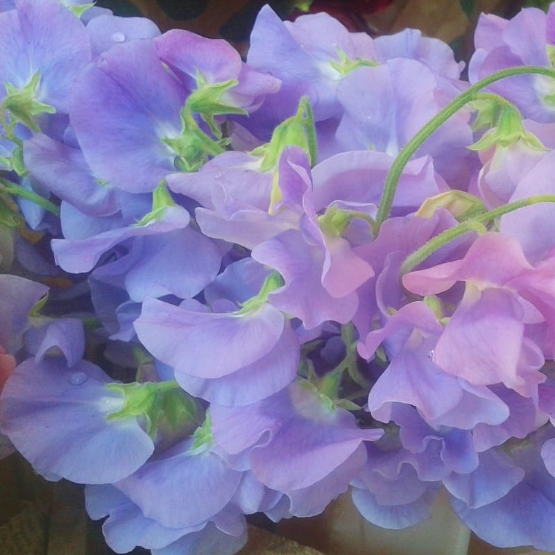 lilac wedding flowers, sweet peas, blue wedding flowers, blue wedding inspiration, blue wedding ideas