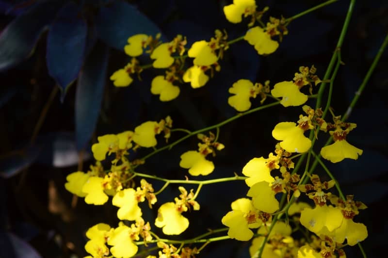 Yellow Oncidium Orchid - Golden shower