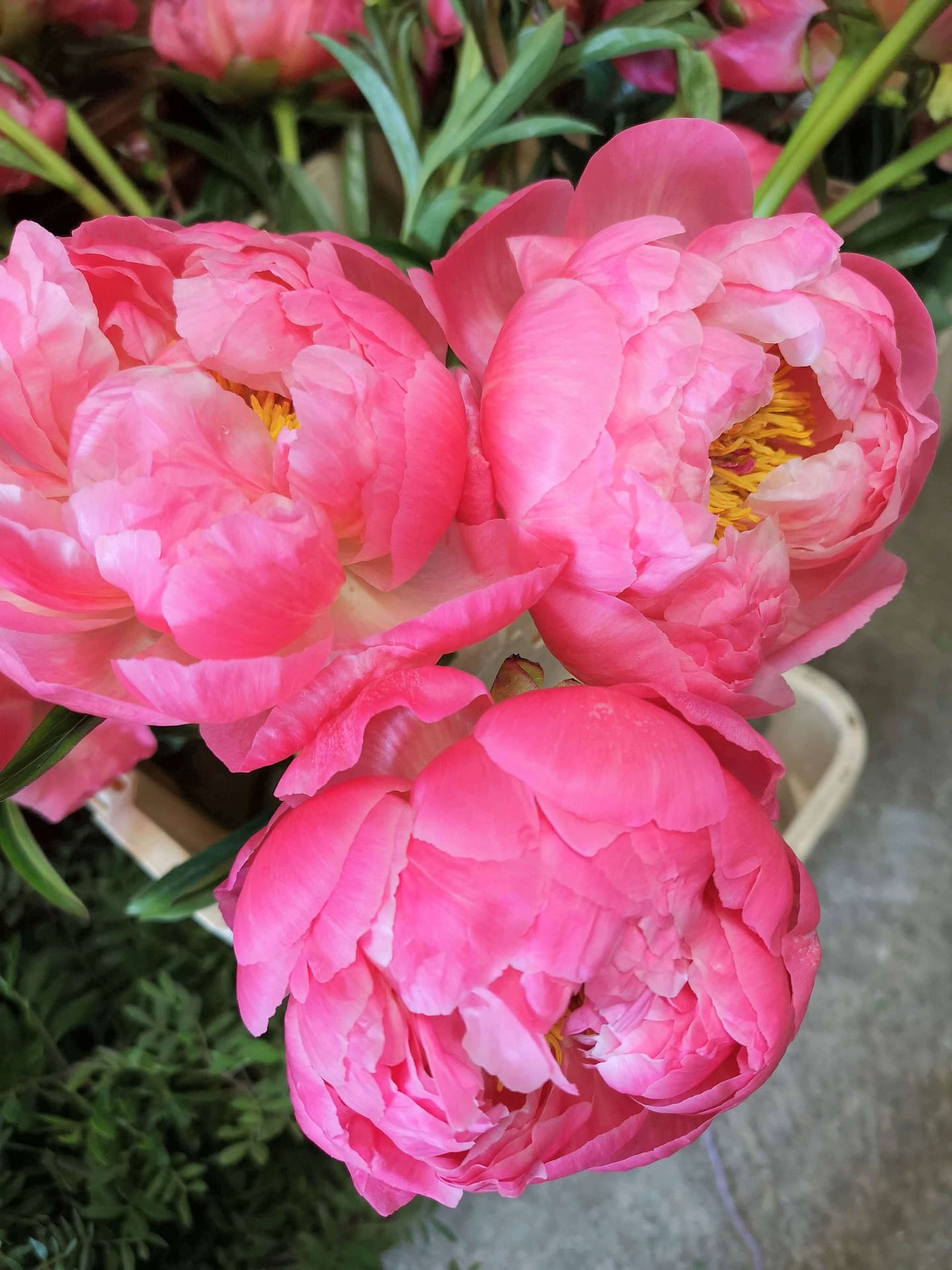 Coral charm peonies just about to to open up 